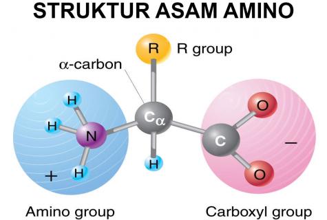 Amino acids: what is for what are necessary in sport how to accept